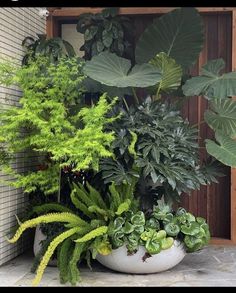 several different types of plants in white pots