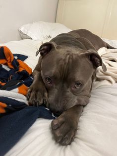 a brown dog laying on top of a bed