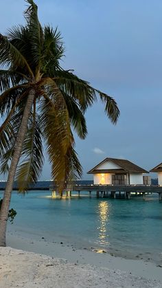 a palm tree sitting on top of a sandy beach next to the ocean at night