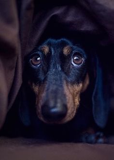 a black and brown dog is peeking out from under a blanket with his head sticking out