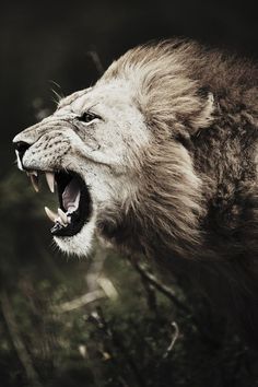 a black and white photo of a lion with it's mouth open showing teeth