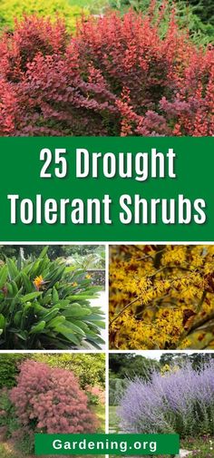 different types of flowers and shrubs with the title 25 drought'tolerant shrubs