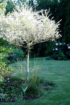 a small tree in the middle of a garden