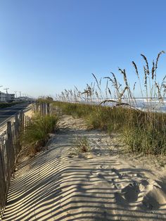 the beach is lined with tall grass and sea oats