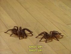 two brown spiders sitting on top of a wooden floor