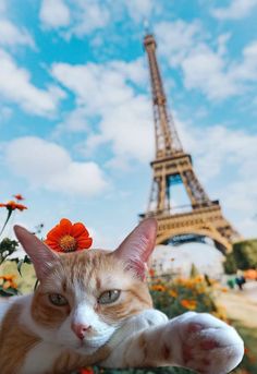 an orange and white cat laying in front of the eiffel tower with flowers on its head