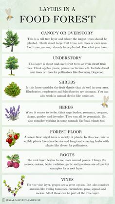 a poster with different types of trees and plants