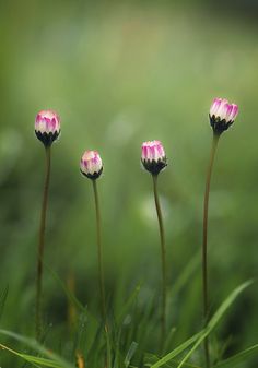 three pink and white flowers in the grass