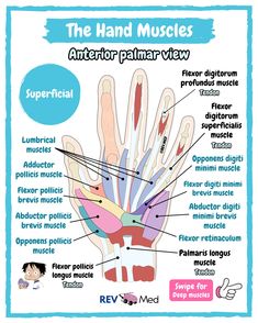 the hand muscles are labeled in different languages and their corresponding parts include fingers, thumbnails