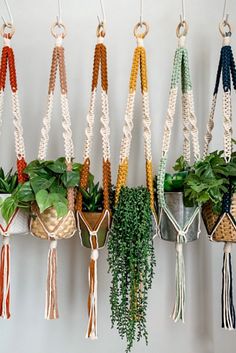 there are many different plants hanging from the hooks on the wall, each with their own tassels