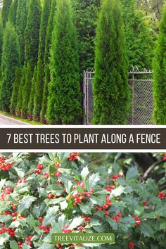 evergreen trees with red berries growing on them and the words 7 best trees to plant along a fence