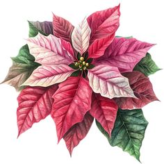 a poinsettia plant with red and green leaves on it's back