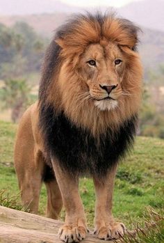 a large lion standing on top of a lush green field next to a fallen tree