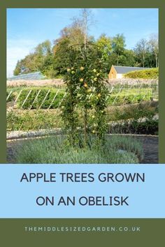 an apple tree growing on an obelisk in the middle of a garden with text overlay