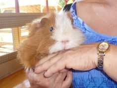 a woman holding a small brown and white guinea pig in her arms while wearing a watch