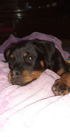 a black and brown dog laying on top of a pink blanket