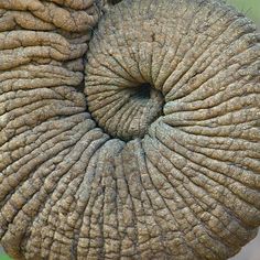 an elephant's eye is shown in three different pictures, including the trunk and tusks