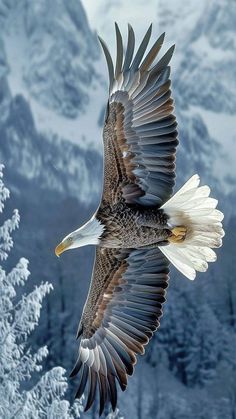 an eagle is flying in the air with its wings spread out and it's talon extended