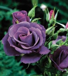 three purple roses are in a vase on the table and one is blooming with green leaves