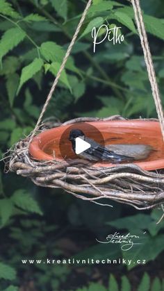 a bird is sitting in a planter hanging from a rope with the words pitte on it