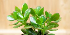 a small potted plant with green leaves in it's center, on a wooden surface