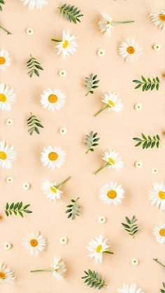 white daisies and green leaves on a pink background