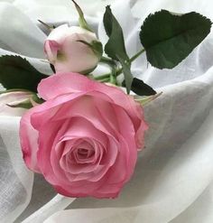 a pink rose sitting on top of a white sheet