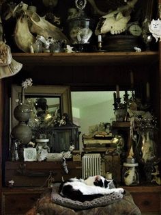 a black and white cat laying on top of a bed in front of a book shelf