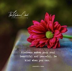 a red flower sitting on top of a wooden table next to a quote about kindness