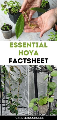 the instructions for how to make a hoya factshet with plants in pots