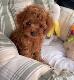 a small brown dog sitting on top of a couch next to stuffed animals and pillows