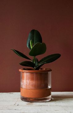 a potted plant sitting on top of a wooden table