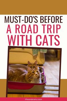 a cat sitting in a suitcase with the caption must do's before a road trip with cats