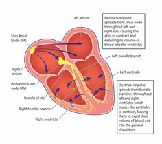 the anatomy of the heart and its major vessels