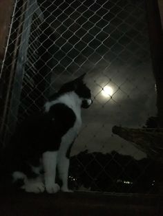 a black and white cat sitting on top of a fence