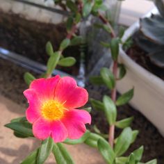 a pink flower with yellow center in front of some succulents and potted plants