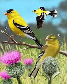 two birds sitting on top of a tree branch next to purple flowers and dandelions