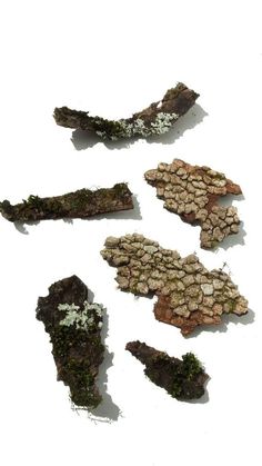 four pieces of rock with moss growing on them