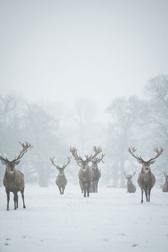 I spent about 6 hours out in the snow yesterday, looking for deer at Woburn. They tend to stay put in weather like this, so I had to be patient, and I was there for about 4 hours or more before they came close enough for these photos. I'm really happy though, as I've never taken any wildlife photos during snowfall before, and despite the obvious difficulties, it really paid off. They're quite different to anything I've done before. House Baratheon, Passive Voice, Regnul Animal, Kuroo Tetsurou, 카드 디자인, Mule Deer, Valar Morghulis, Manx, Winter Beauty