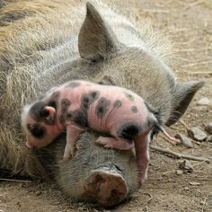 two baby pigs cuddle together in the dirt