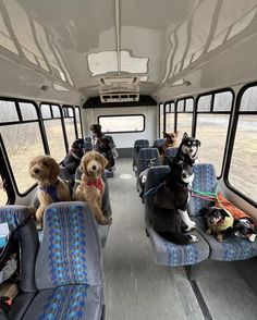 several dogs sitting on seats in the back of a bus