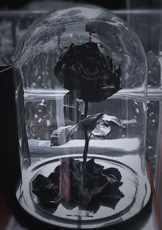 a black rose in a glass dome with water