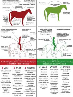 the different types of horses and how to use them