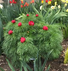 some red flowers are growing in the grass