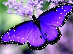 a purple butterfly sitting on top of a flower