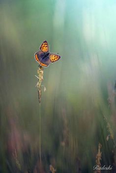 an orange and black butterfly sitting on top of a tall grass covered field in the sun