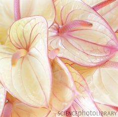 pink and yellow flowers with water droplets on them in close up view, including the petals