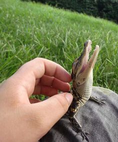 a small lizard sitting on top of someone's lap with its mouth wide open