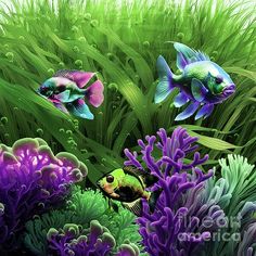 three tropical fish swimming in the water by some green plants and purple corals greeting card