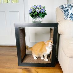 an orange and white cat sitting on top of a wooden table next to a couch